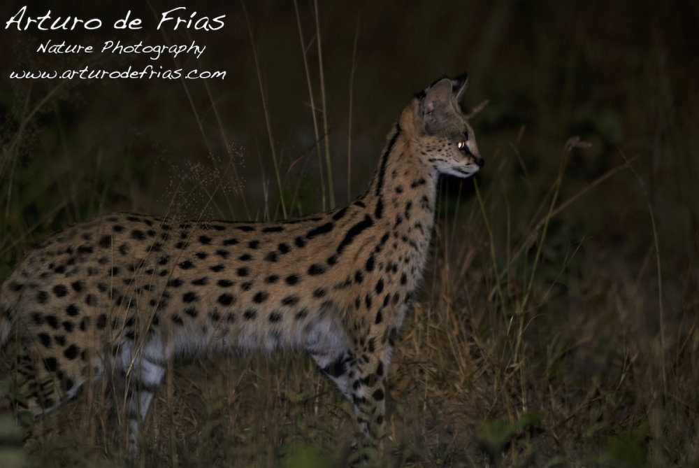 Serval listening