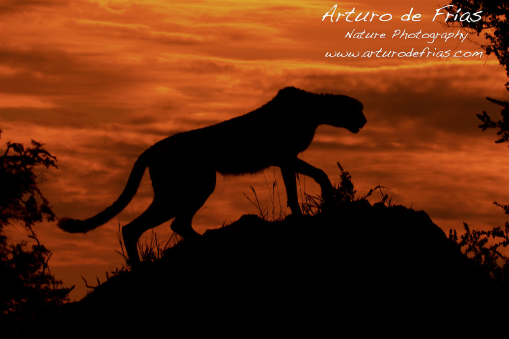 Hunter at dusk