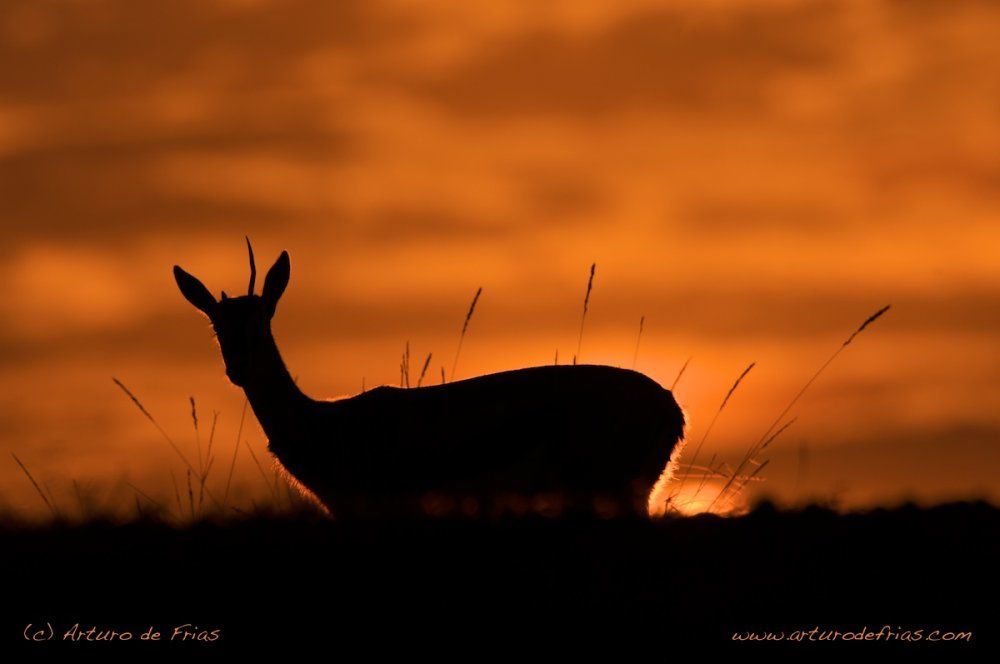 One Horned Gazelle