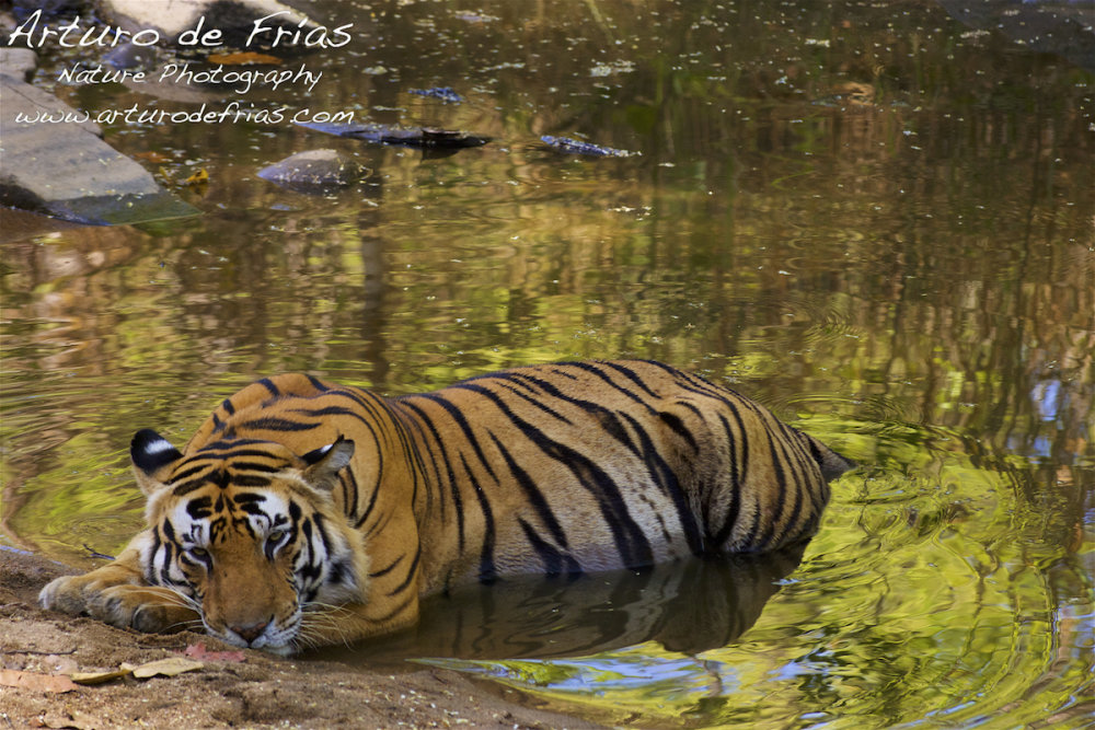 His Majesty is resting