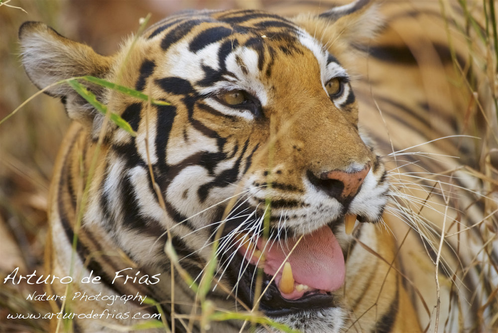 Tiger Closeup