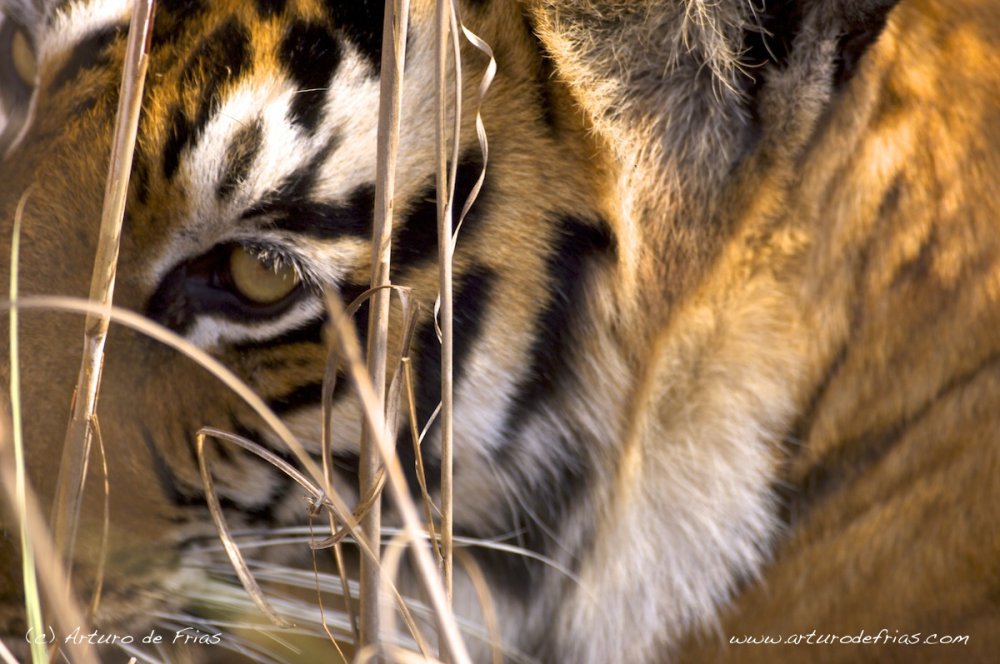 The eye of the tiger
