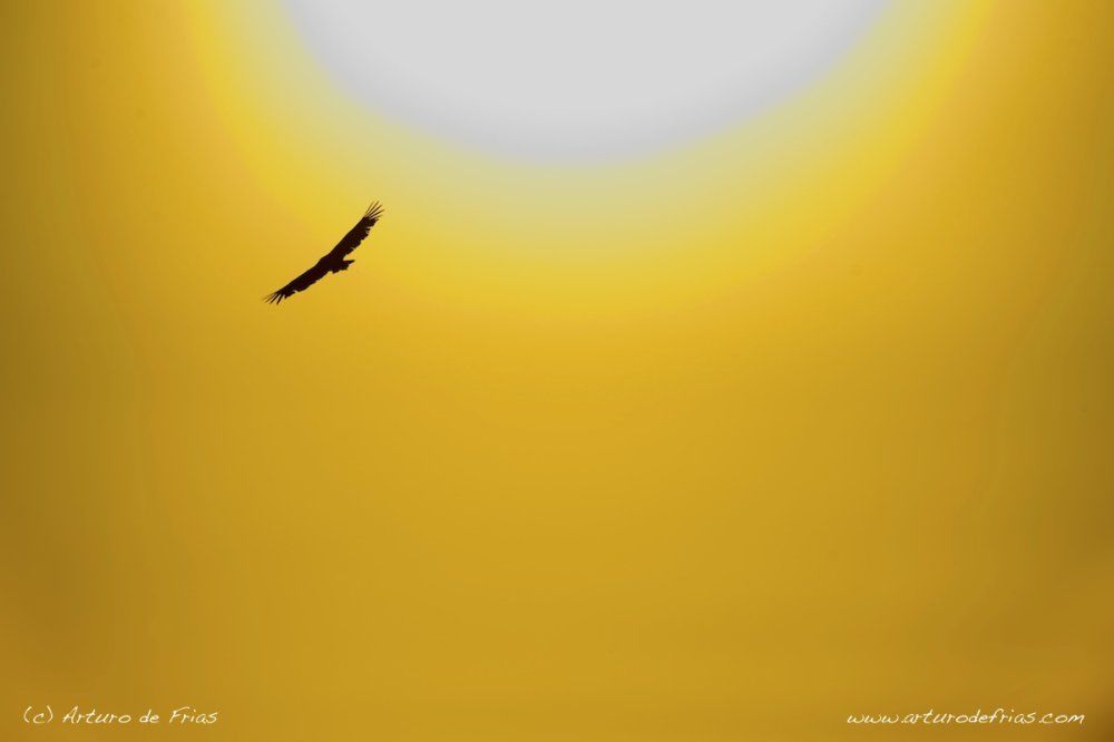 Icarus Vulture