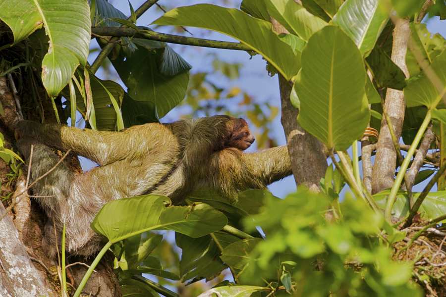 Sloth