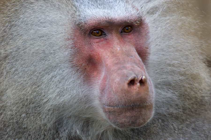 Hamadryas Baboon