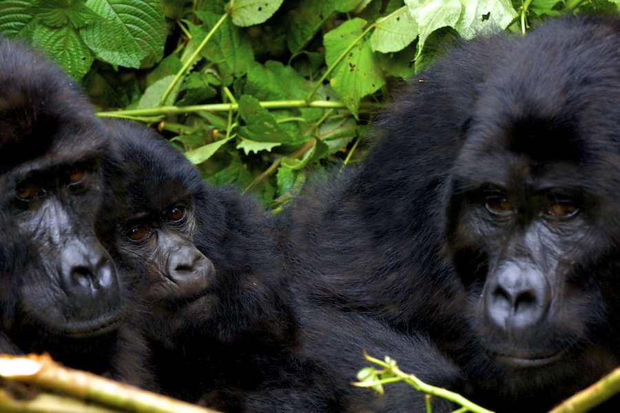 Mountain Gorilla Family
