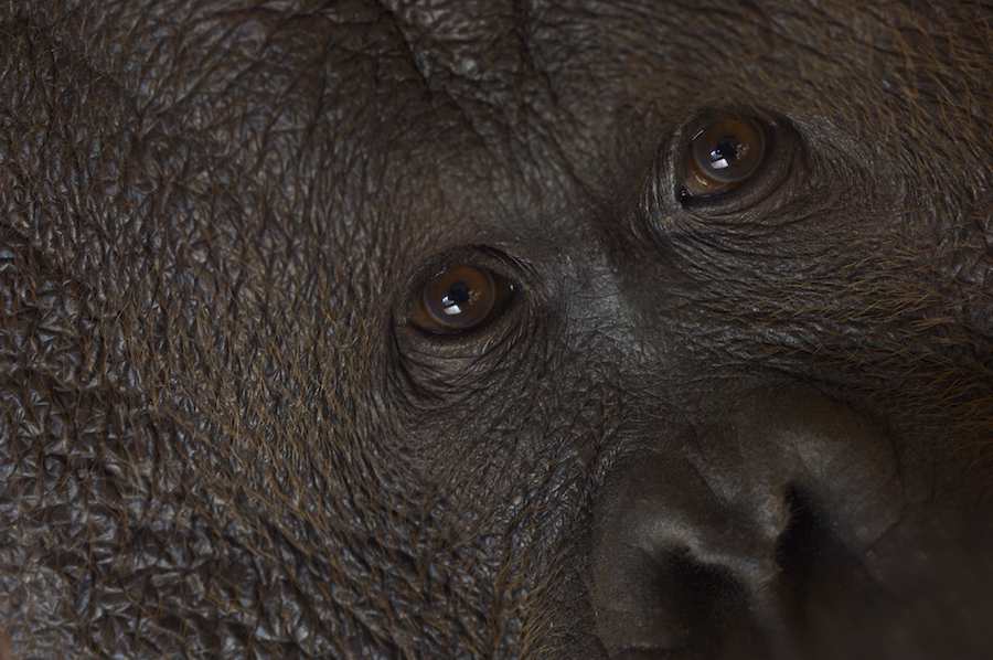 Orang Utan
