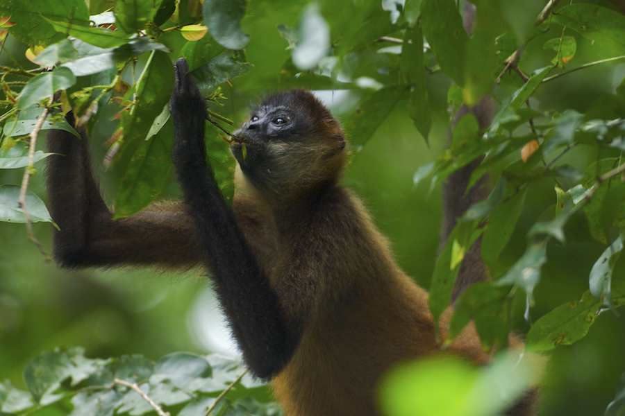 Spider Monkey