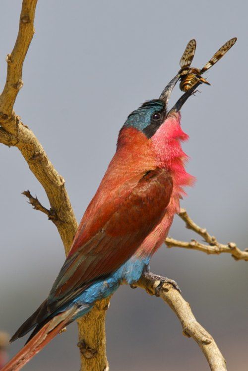 Carmine Bee-eater