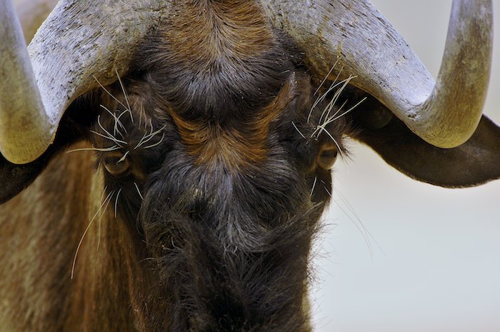 Black Wildebeest