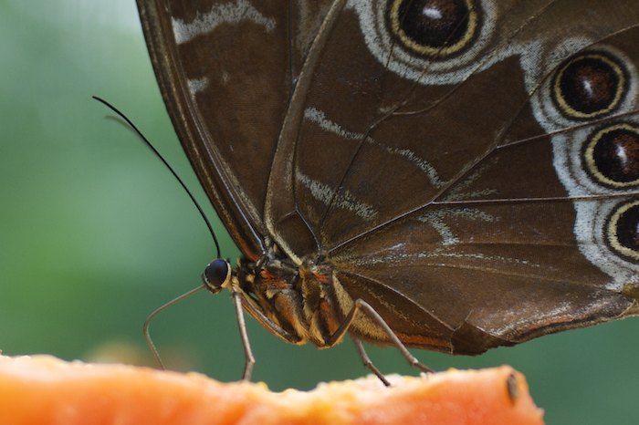 Butterfly feeding