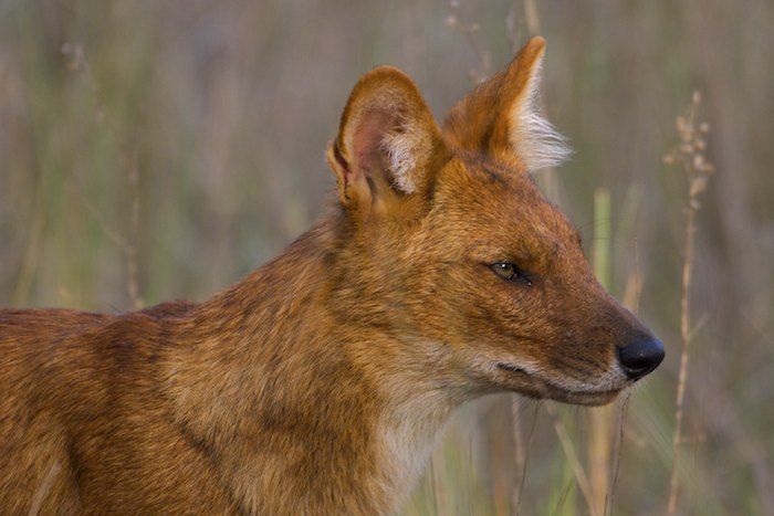 Indian Wild Dog