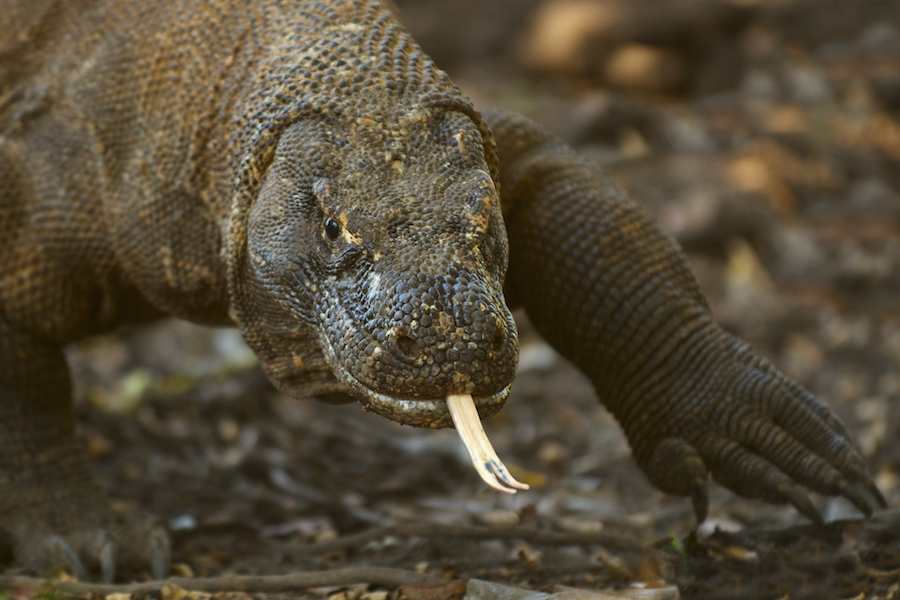 Komodo Dragon