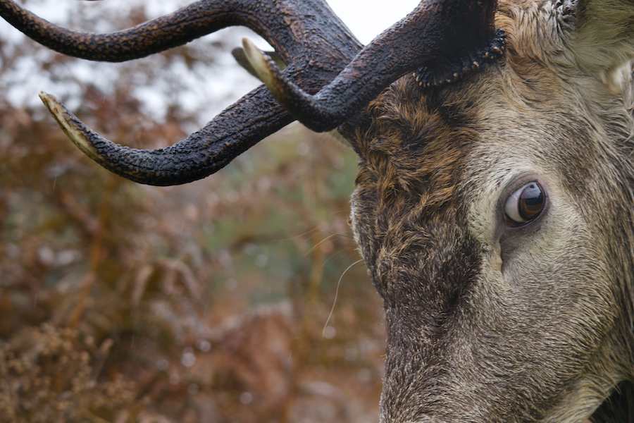 Red Deer Stag