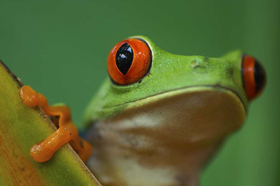 Red-Eyed Tree Frog