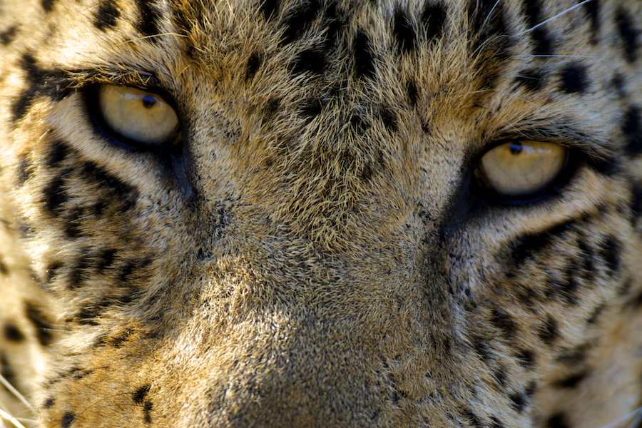 Leopard
