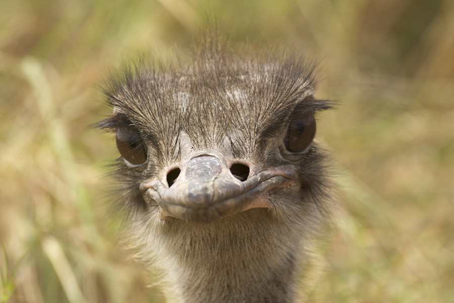 Ostrich