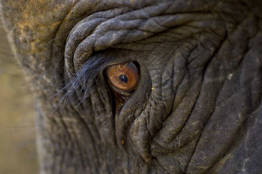 Indian Elephant