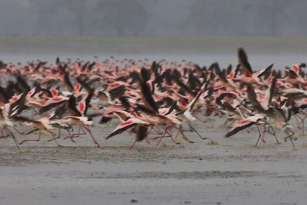 Flamingo Takeoff