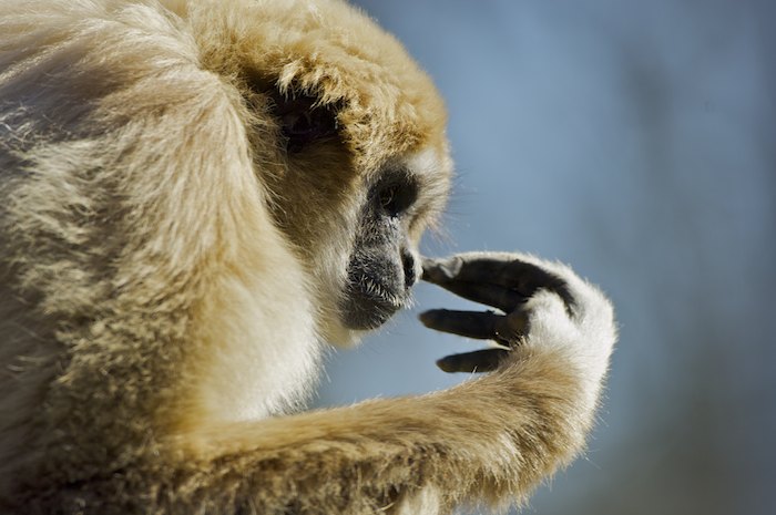 White Handed Gibbon