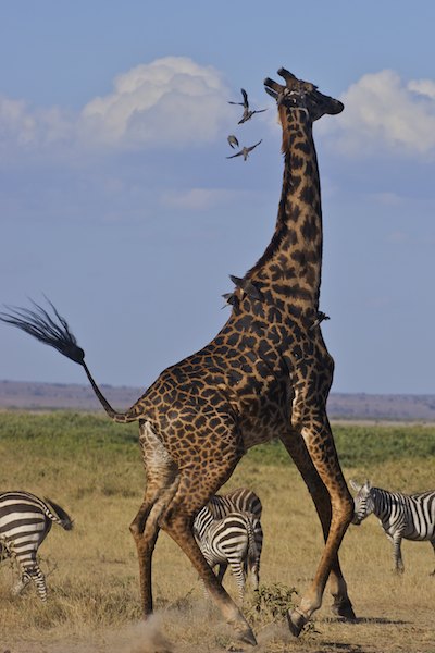 Annoyed Giraffe