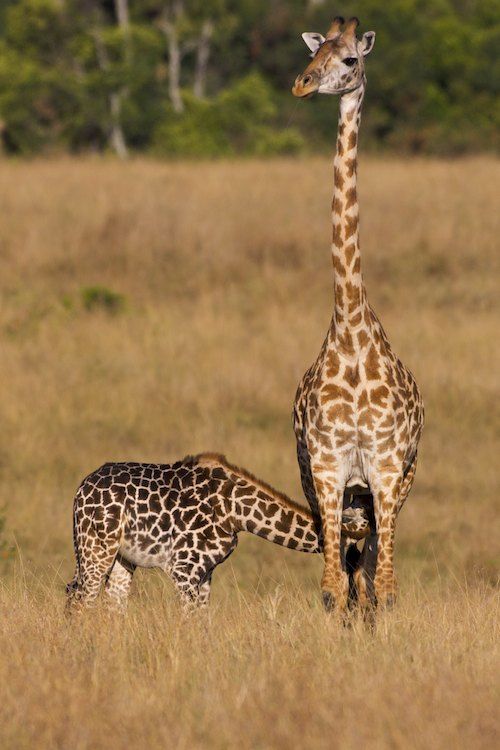 Giraffe Suckling