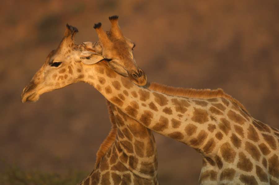 Giraffe males necking