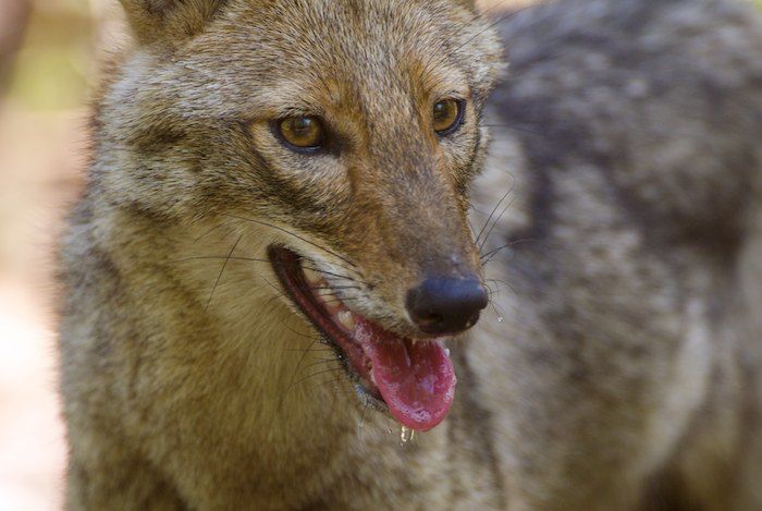 Golden Jackal