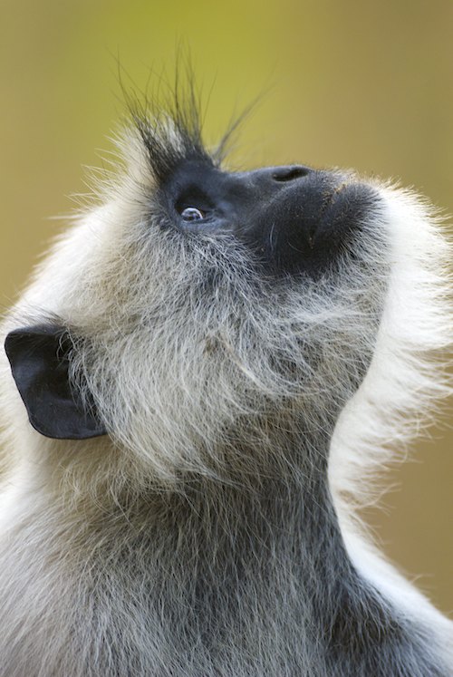 Hanuman Langur