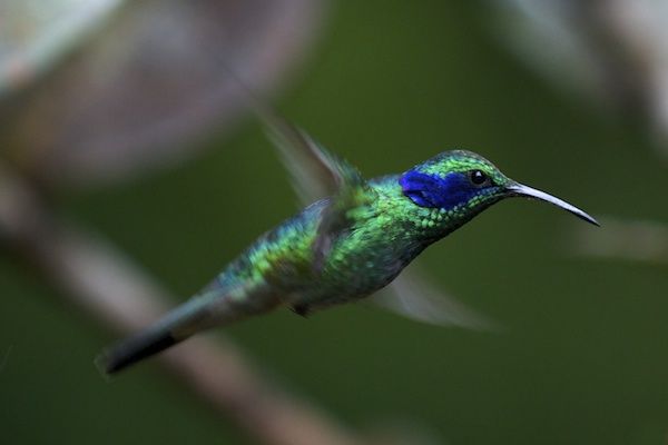 Hummingbird