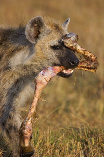 Yummy snack