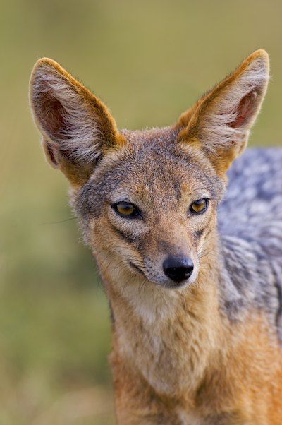 Black-Backed Jackal