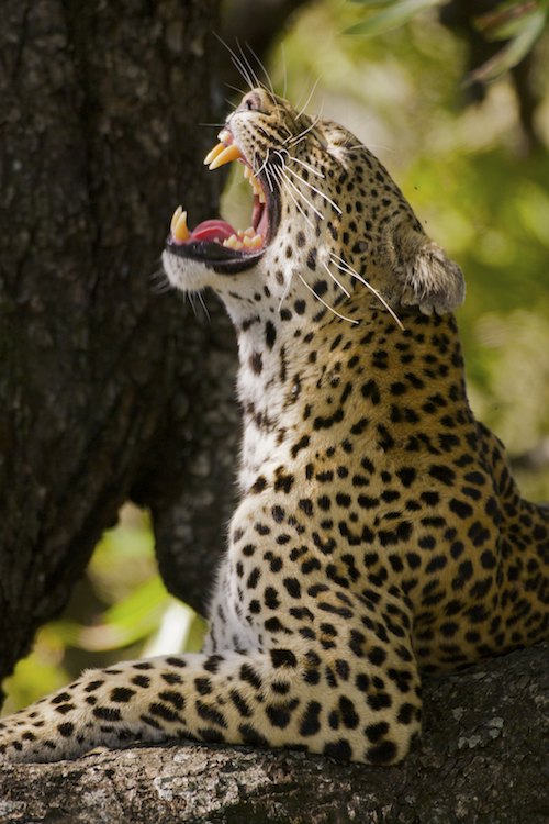 Yawn !