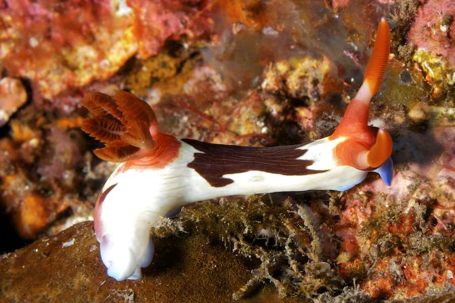 Nembrotha Chamberlaini