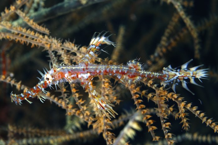 Ornate Ghost Pipefish