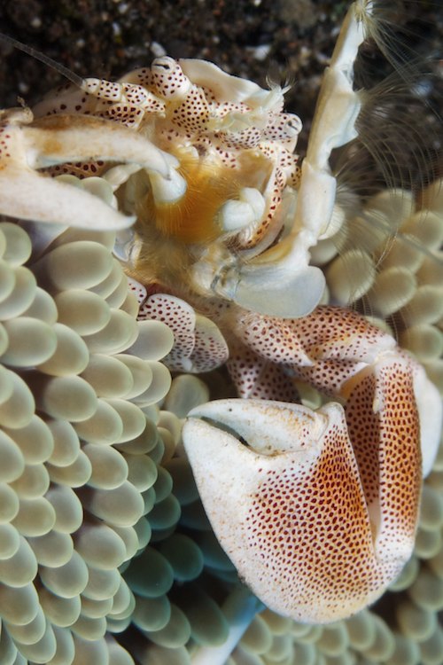 Porcelain Crab