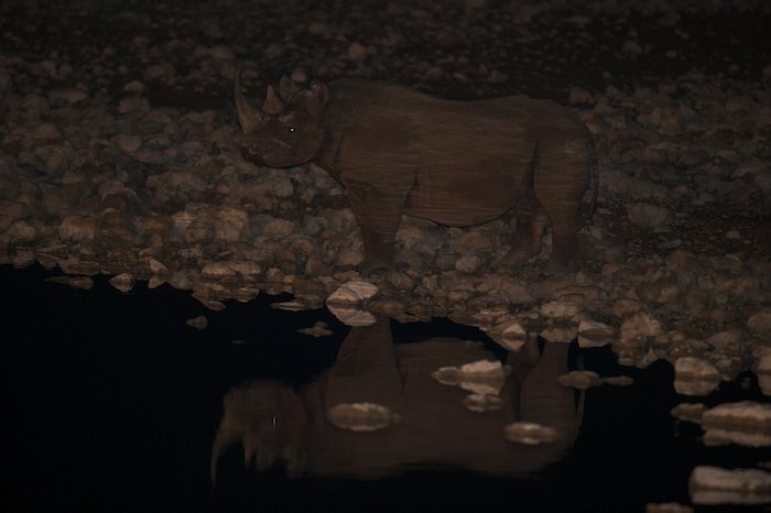 Rhino in Okaukuejo