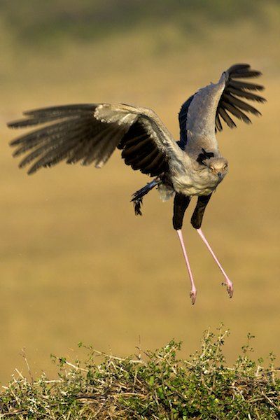 Secretary Bird in flight