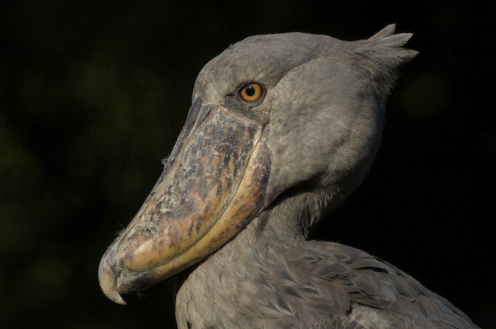 Shoebill