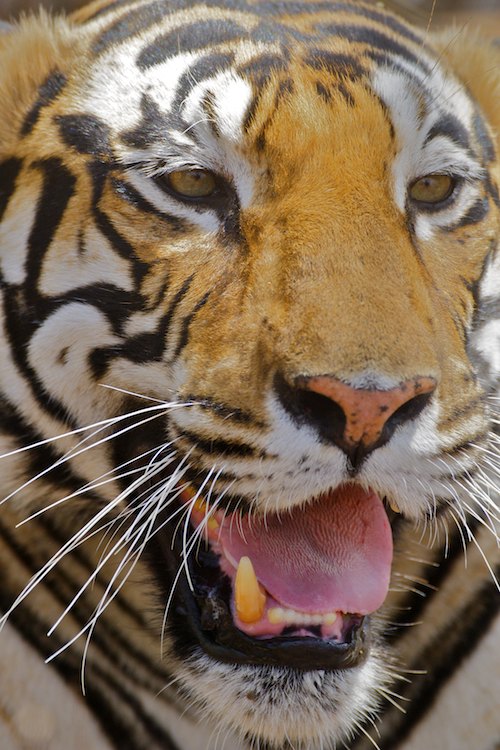 Bengal Tiger closeup