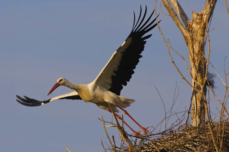 White Stork leaving its nest