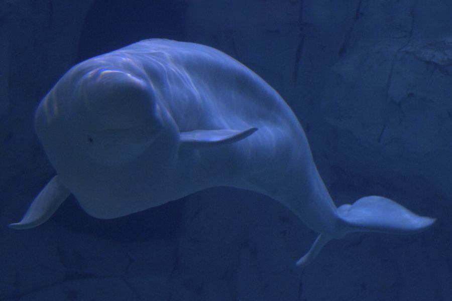 Beluga Whale
