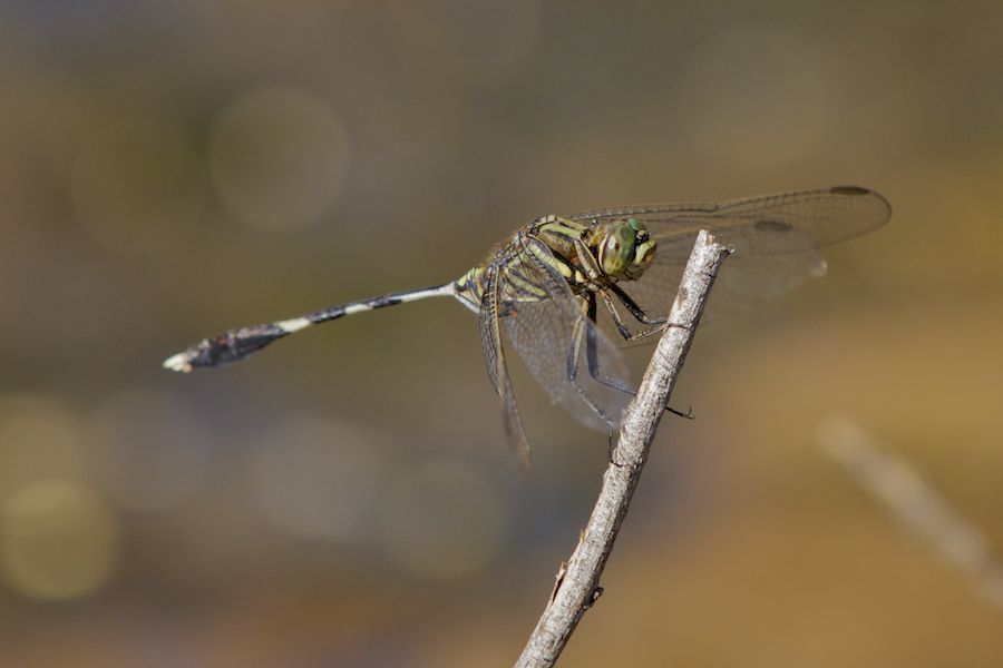 Dragonfly