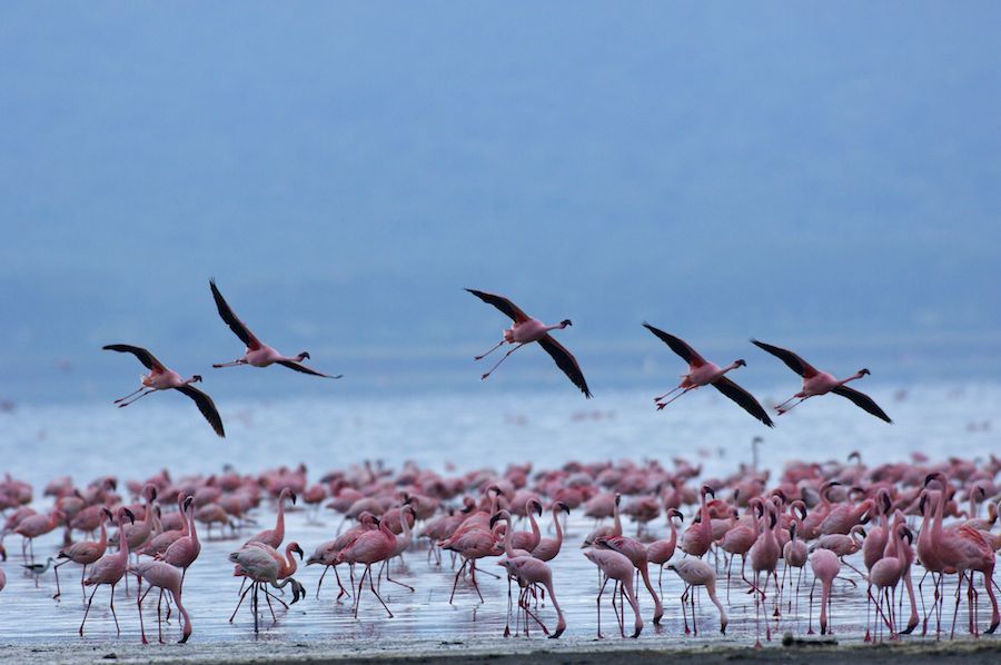 Flamingos in flight