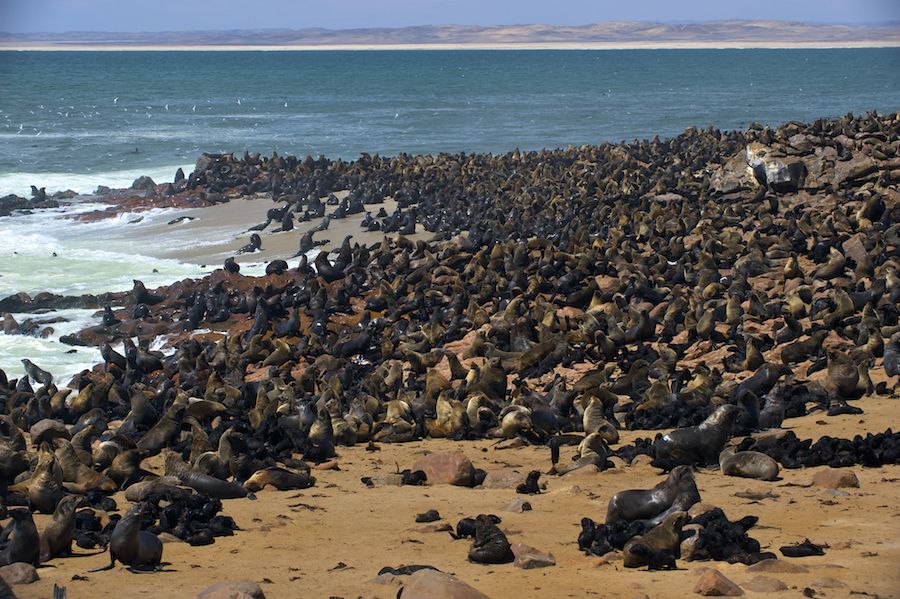 Seal Colony