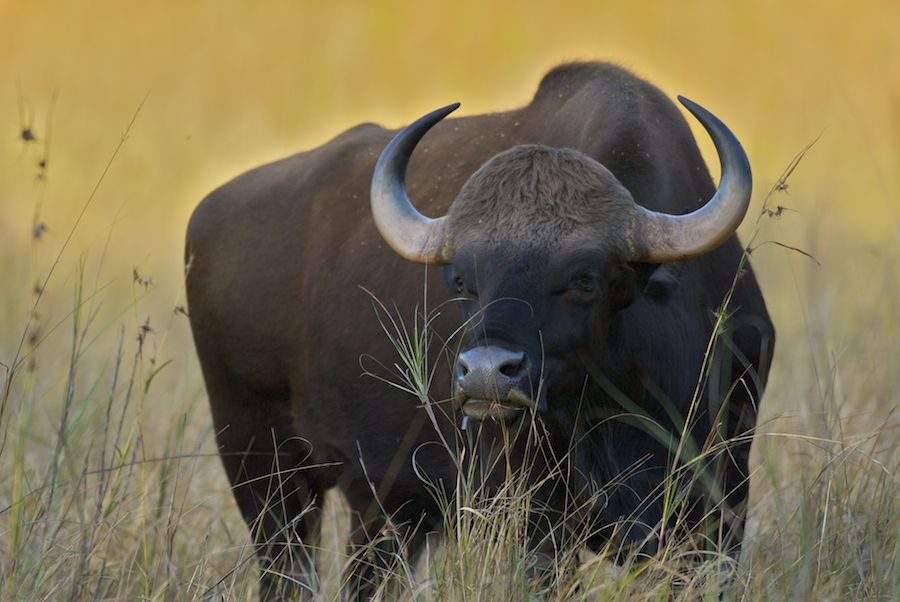 Indian Bison