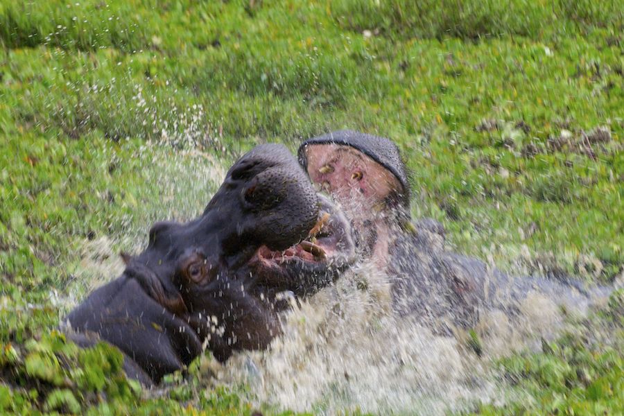 Hippo fight