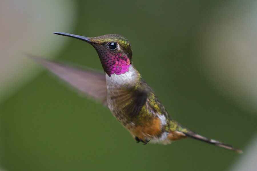 Hummingbird