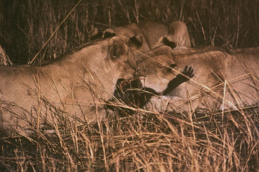 Lions killing baboon