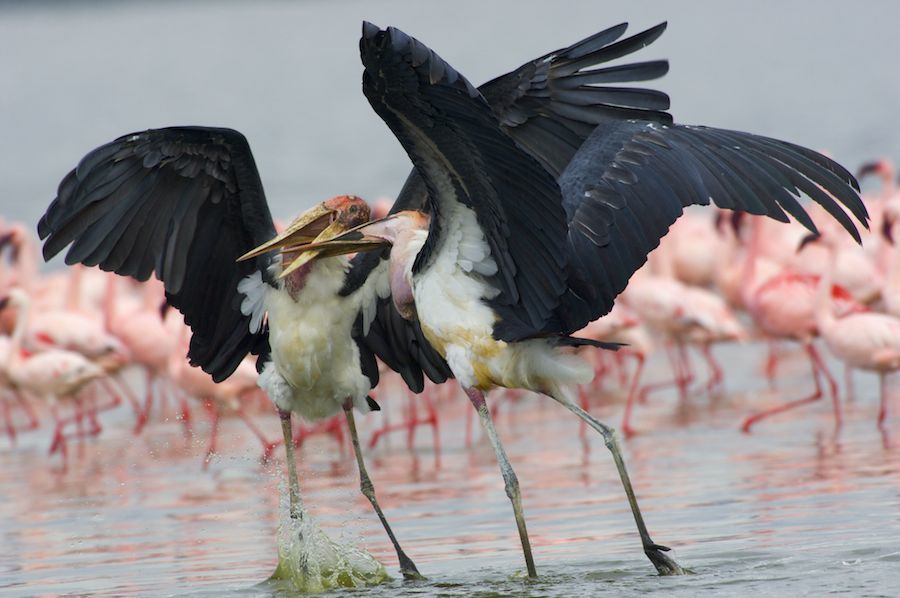 Marabou Storks fighting